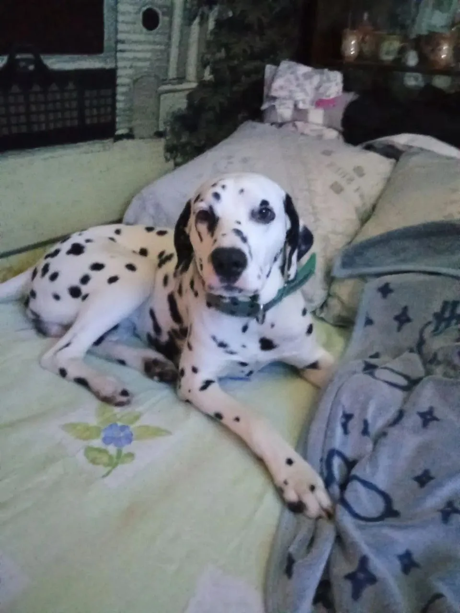 наслаждается каждой минутой своей новой, сладкой жизни, которую ему подарили вы!