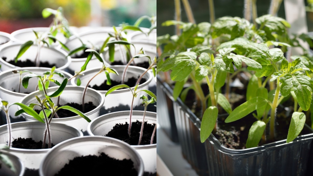 Одинаковые сорта, одинаковые сроки посева, но результат кардинально отличается