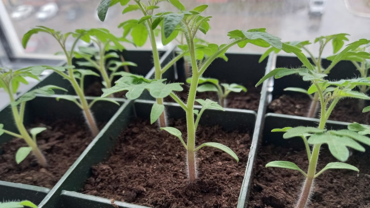 Объективные замеры показывают преимущество ящичного метода