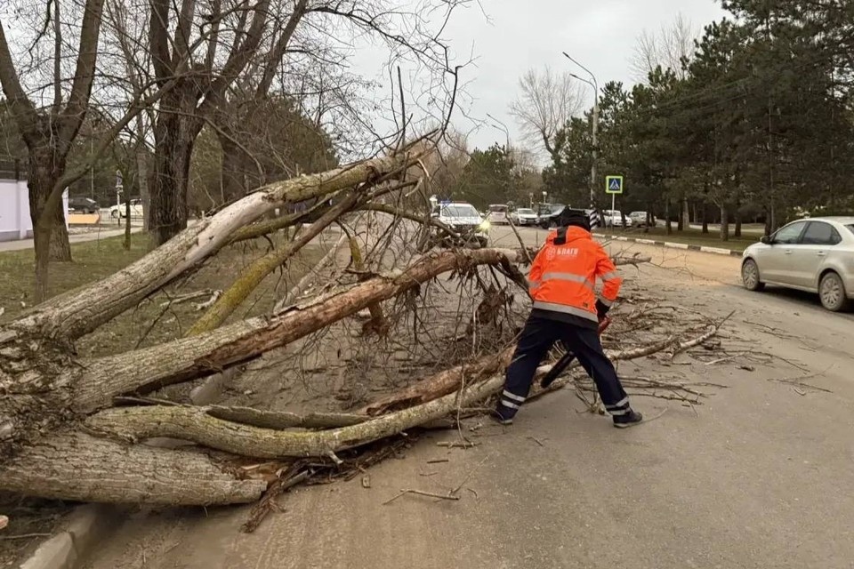    Упавшие из-за ветра деревья убирают на Кубани Фото: t.me/chistoAnapa