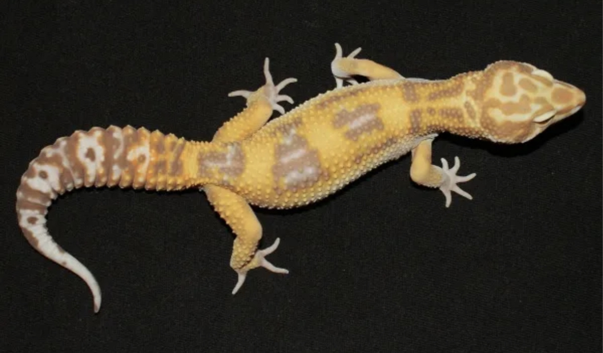 У этой морфы коричневые глаза,с красными зрачками. Желтовато персиковый окрас с большими пятнами:3