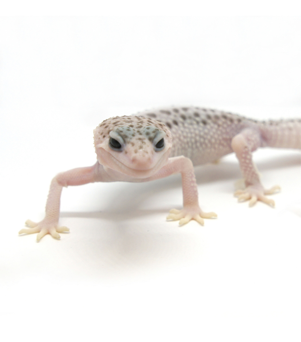 Розовато белый окрас с тусклыми коричневыми пятнышками^^ глаза черные.