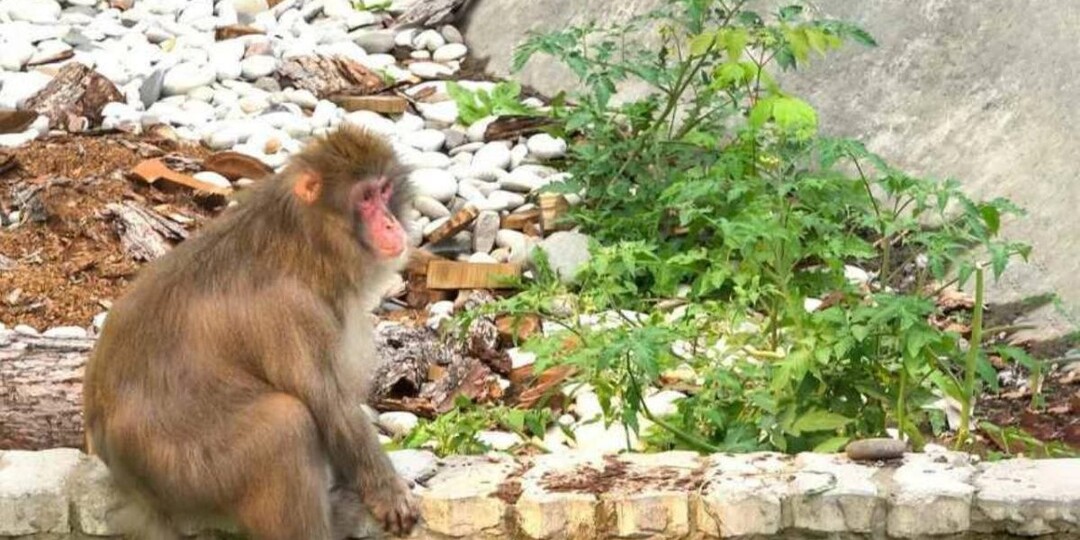 В Новосибирском зоопарке появились новые обитатели