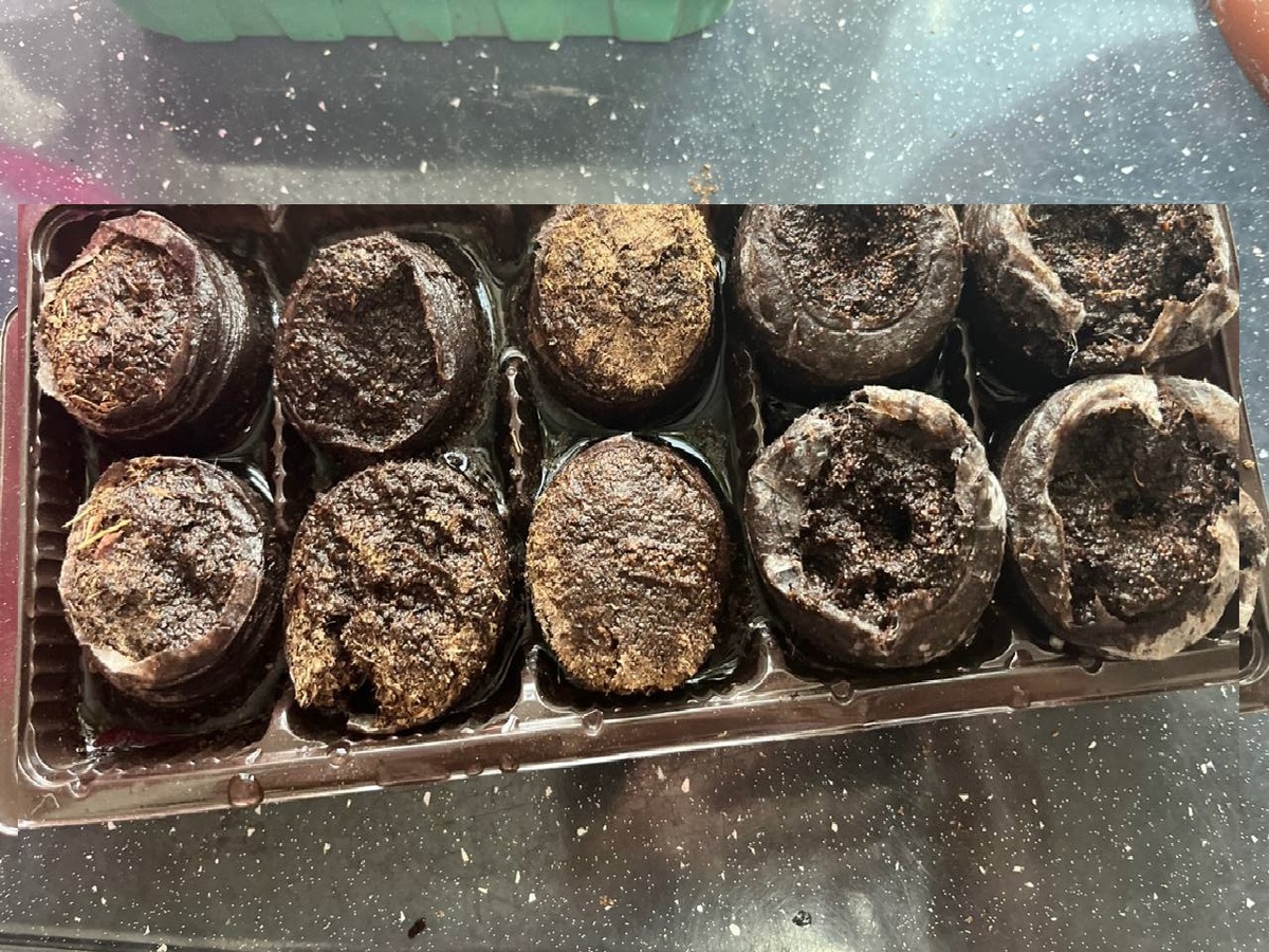 таблетки готовы к приему семян