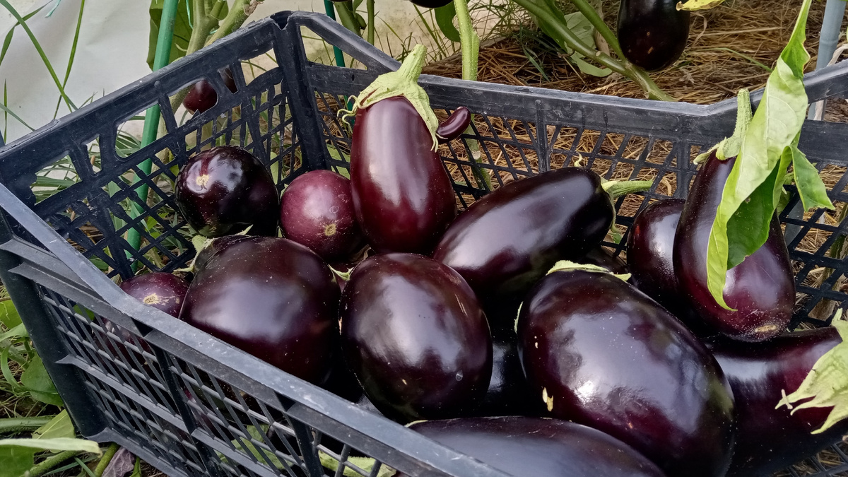 Мой урожай в конце июня, когда у соседей только завязи