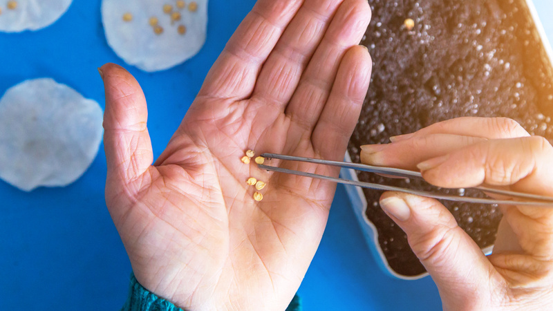 Каждое семя размещал отдельно для честного сравнения результатов