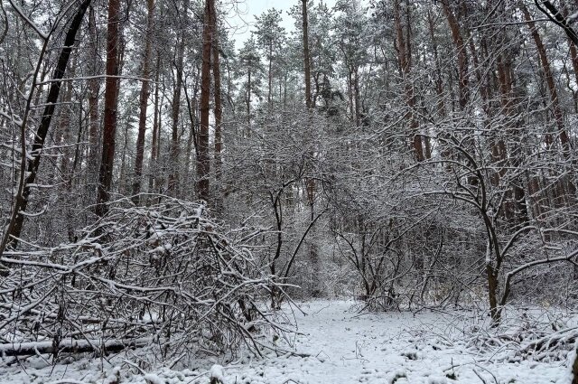    17 февраля почерневший лес — хорошая примета. Фото: АиФ/ Юлия Францова