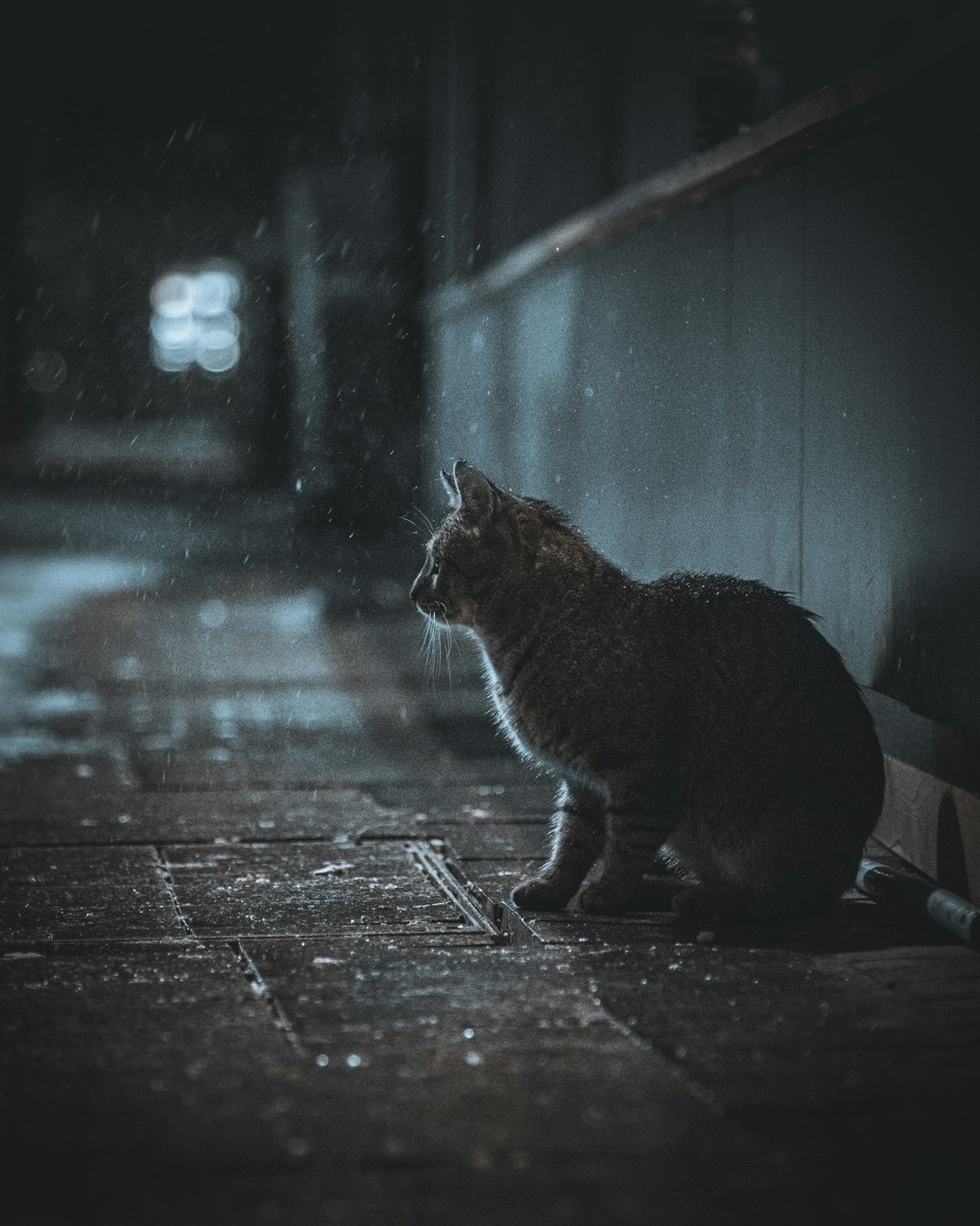    Уличные кошки особенно уязвимы в зимний период, их средняя продолжительность жизни редко превышает три года