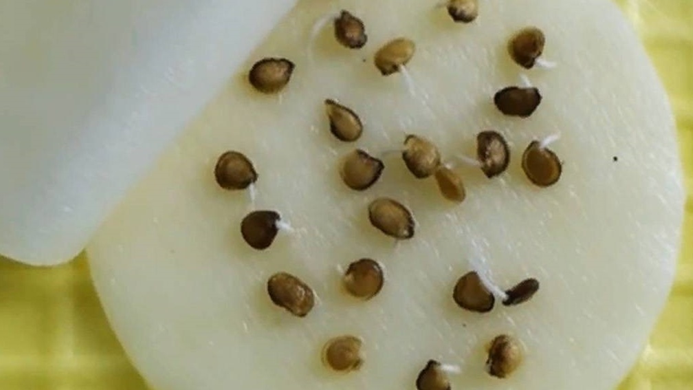 Результат "дезинфекции" марганцовкой - семена погибли за ночь