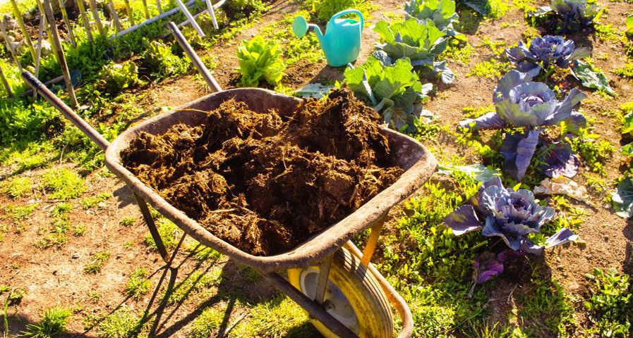 Яндекс. Картинки