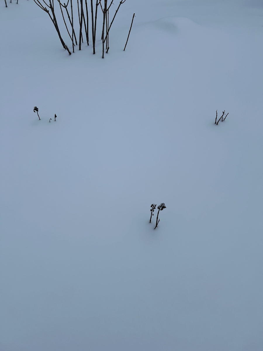 Торчащие макушки молодых гортензий