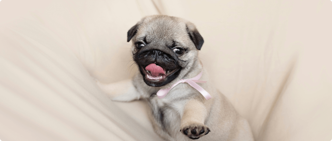 Эти собаки прошли путь от императорских дворцов до наших диванов, сохранив свое величие в миниатюре.