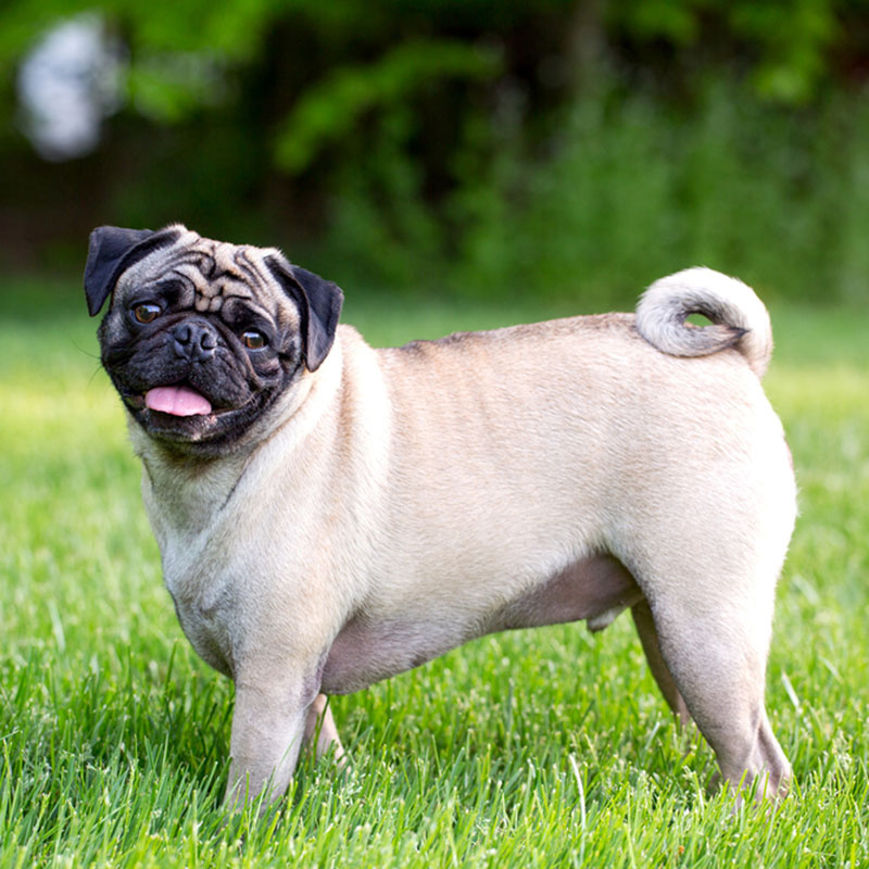 Классический экстерьер.