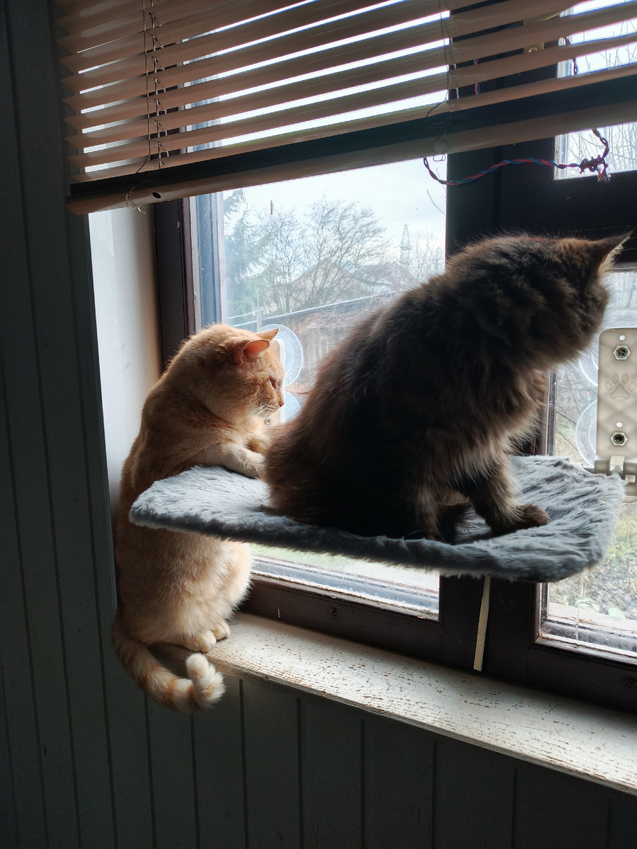 С Мурзитой. Ее тоже принесла котенком старшая дочь.