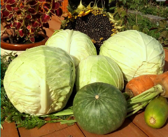 Что мы планируем выращивать на дачном участке в сезон 2026. (часть первая)