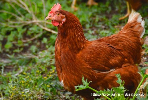 Ломан Браун 🐣 веселый и максимально полезный обзор по цыплятам и несушкам