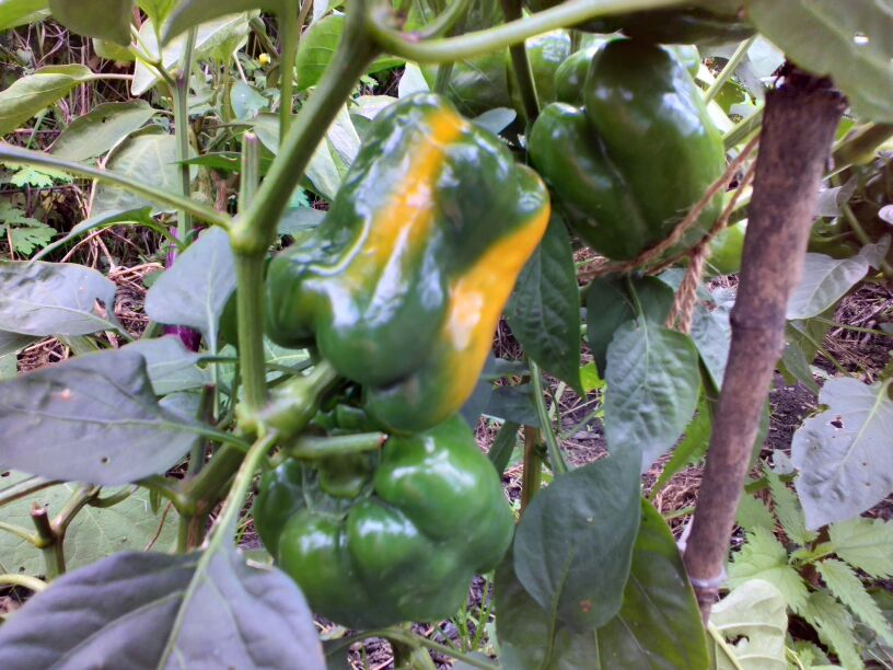 Куст Короля севера, фото автора