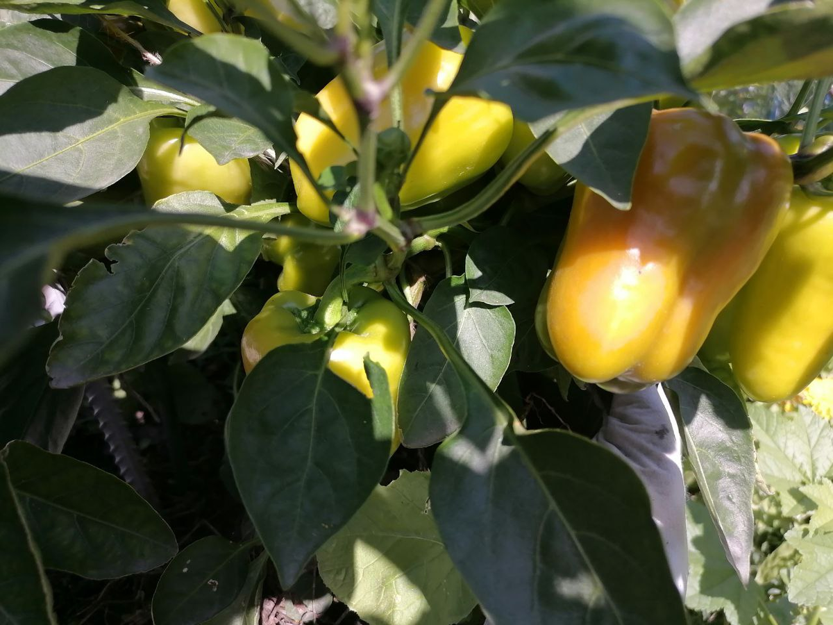 Перец Джейд в открытом грунте Сибири, фото автора