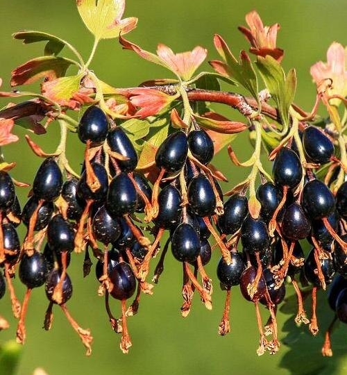 Северянка с американским акцентом: 5 веских причин посадить золотистую смородину