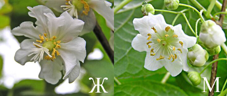 Отличить мальчика от девочки у актинидии можно только во время цветеня.