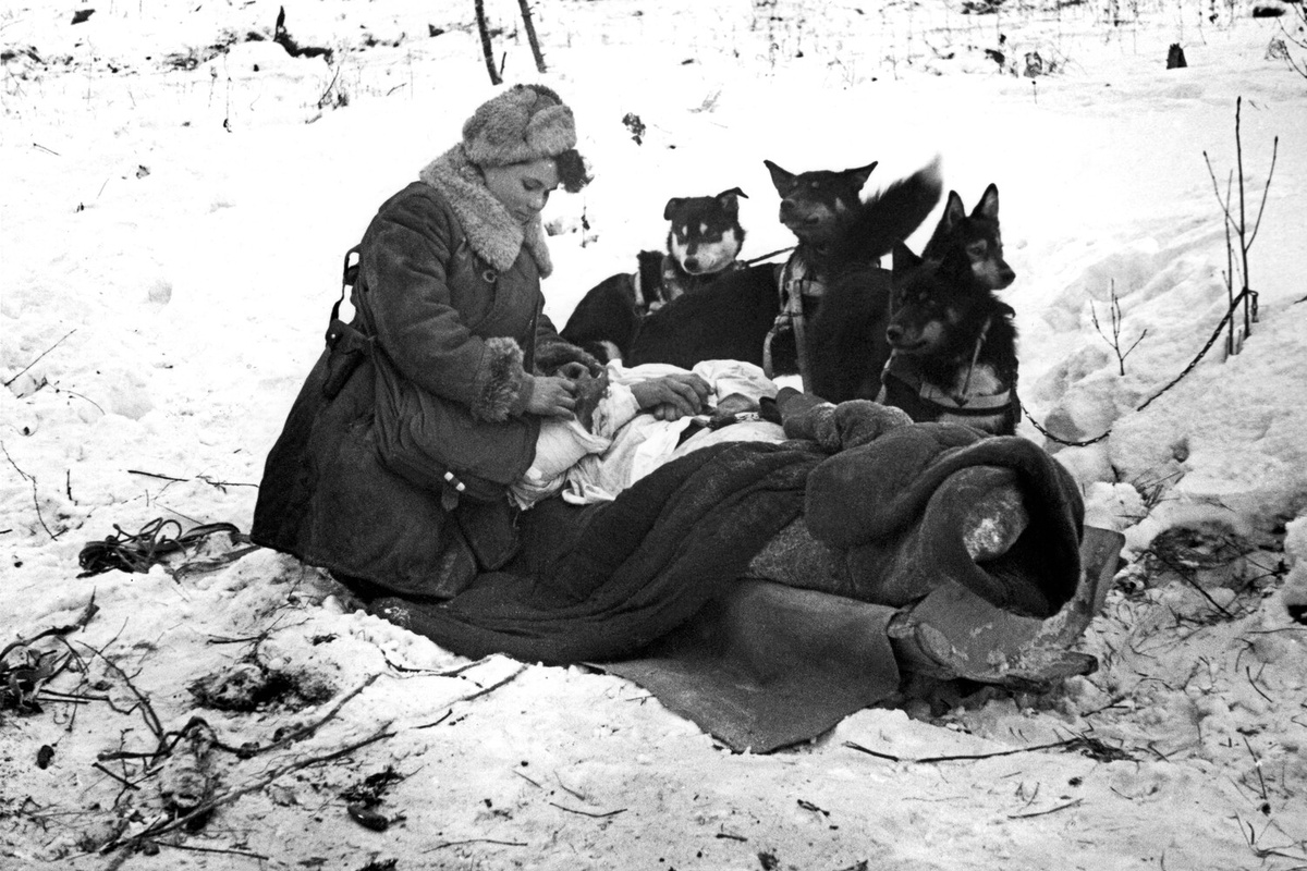 Старший сержант медицинской службы Волховского фронта РККА во время подготовки раненого бойца к эвакуации с поля боя при помощи собачьей упряжки в ходе Великой Отечественной войны, 1943 год ©Борис Лосин/ТАСС  📷