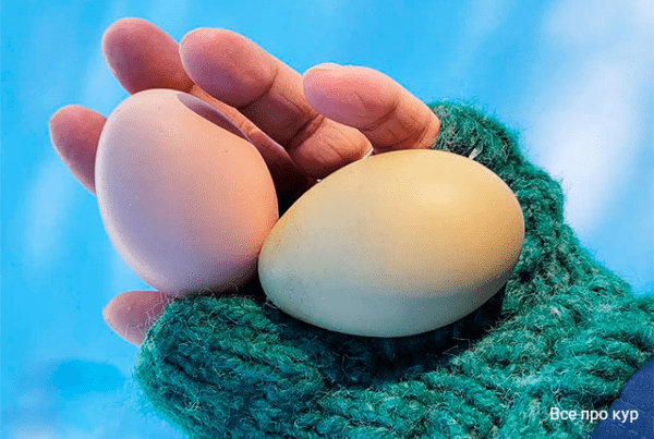 10 причин резкого падения яйценоскости у кур – почему несушки перестали нестись и что делать