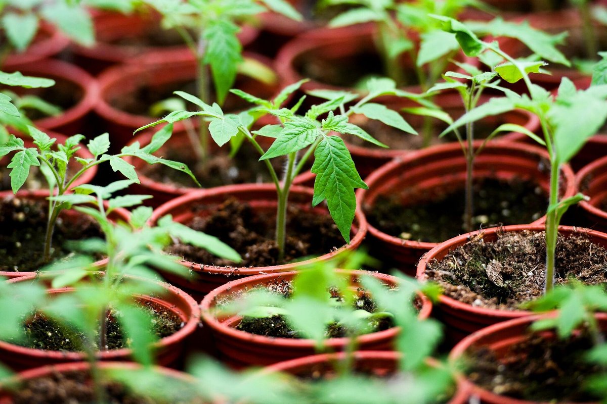 Яндексю Картинки