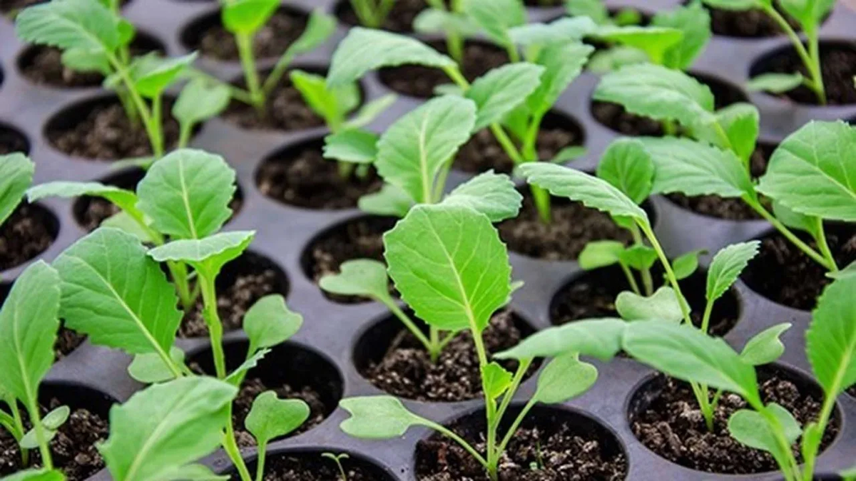 Яндексю Картинки