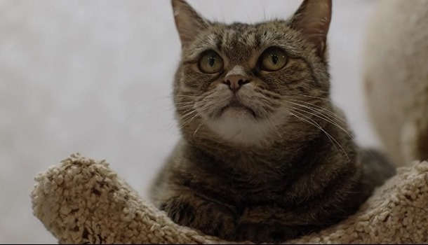 Содержание серий сериала «Женщина с котом и детективом» (2011). Чем закончится, описание последних серий фильма?