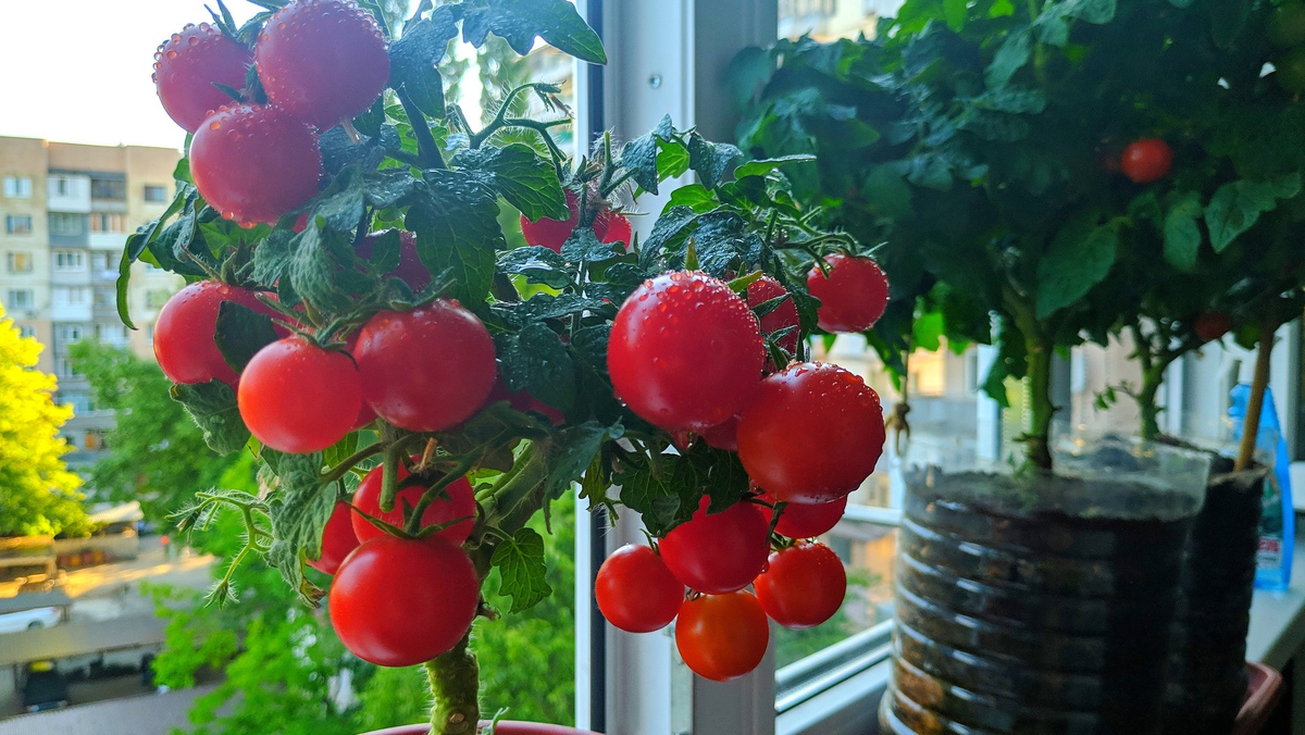 Яндекс. Картинки