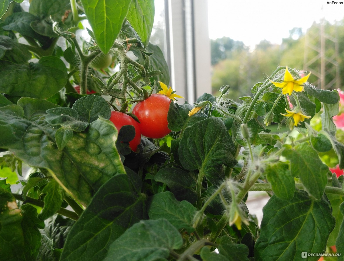 Яндекс. Картинки