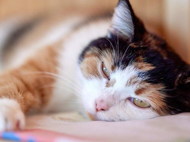    Фото: портал мэра и правительства Москвы/Максим Денисов