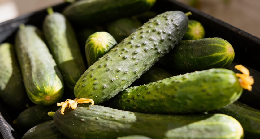    Фото youtvnews.com