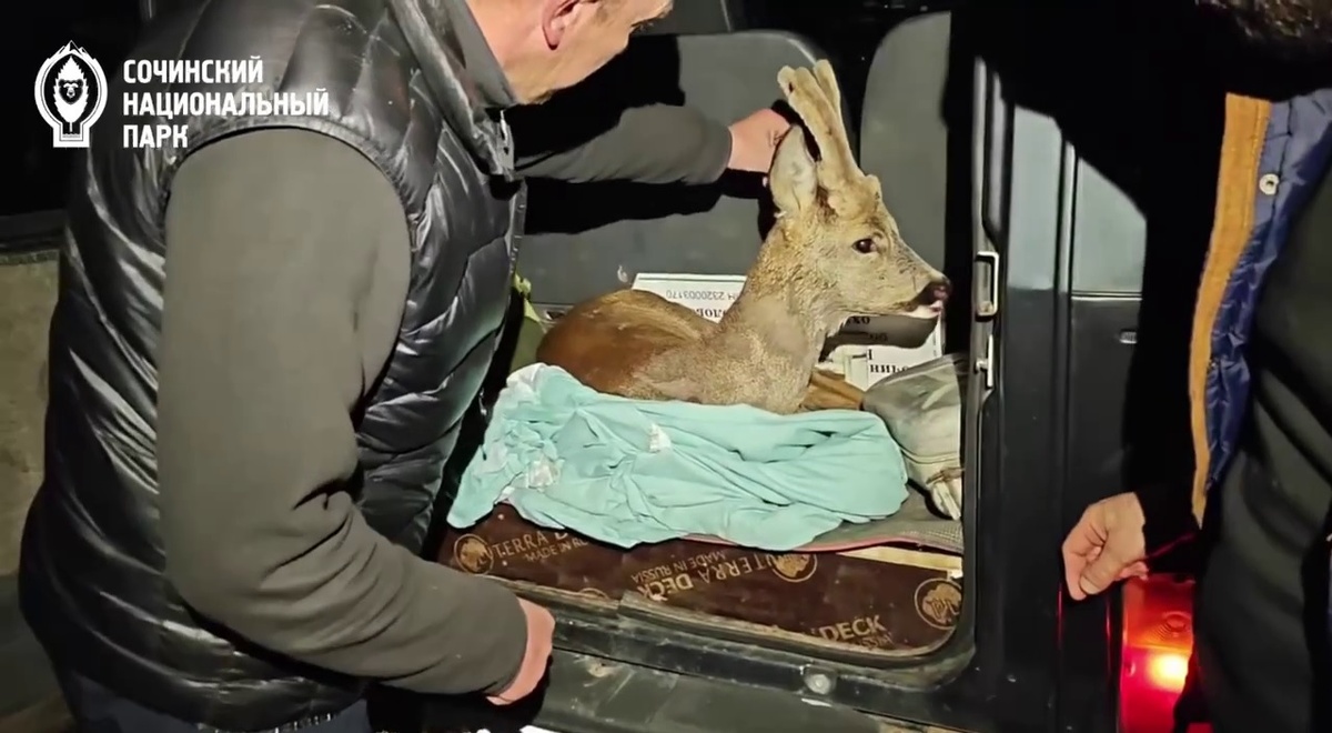 кадр из видео/Сочинский национальный парк  📷
