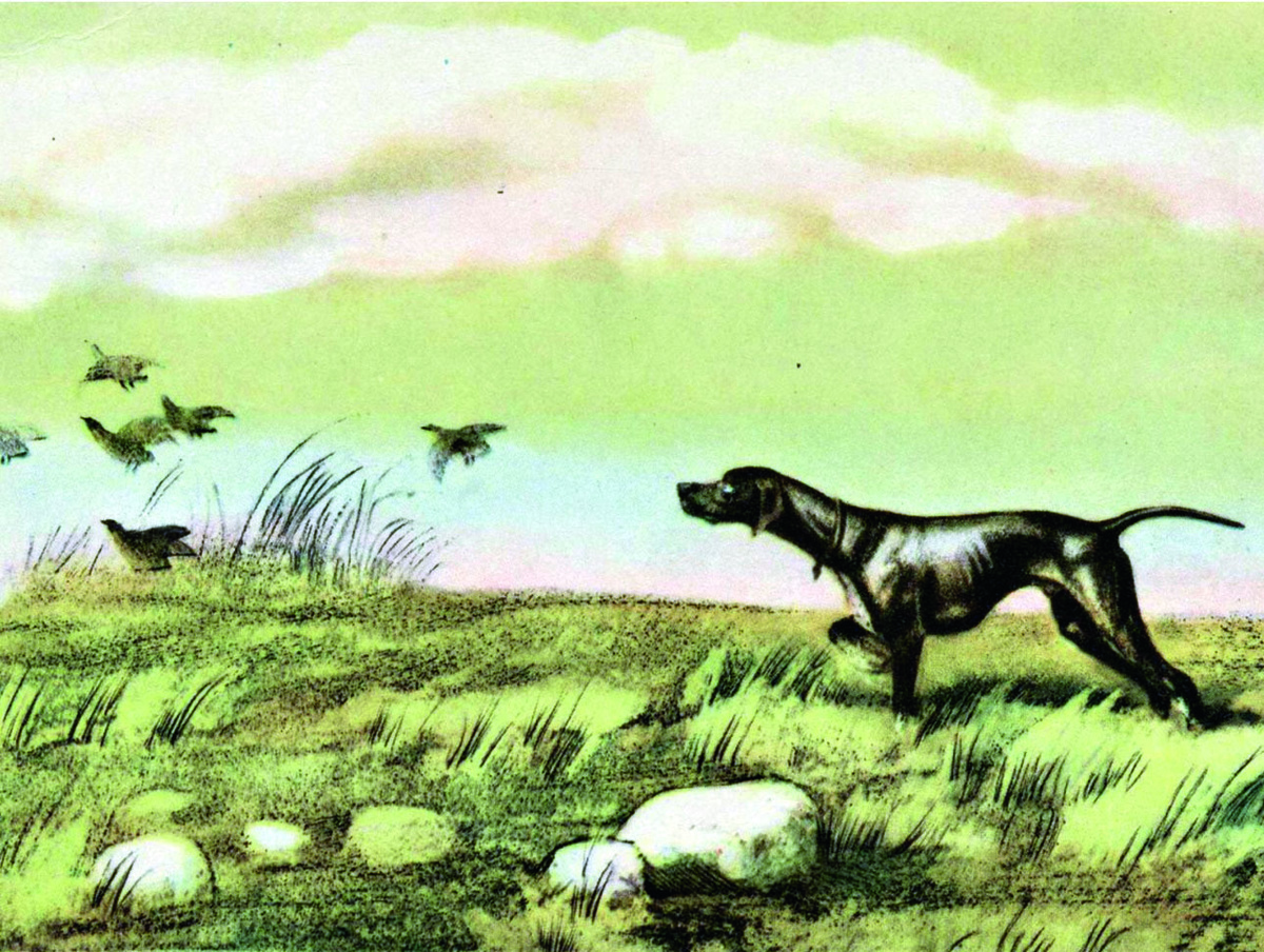     В. Курдов. Серия «Охотничьи собаки» Фото Алексей Шульгин