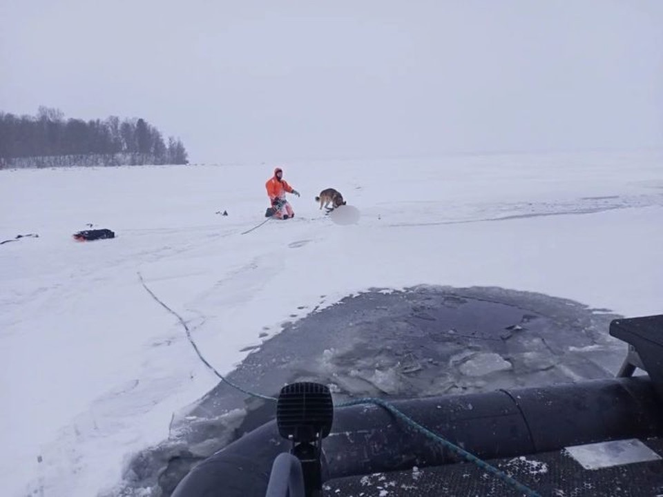    Пес защищал хозяина даже от спасателей. Фото: Соцсети.