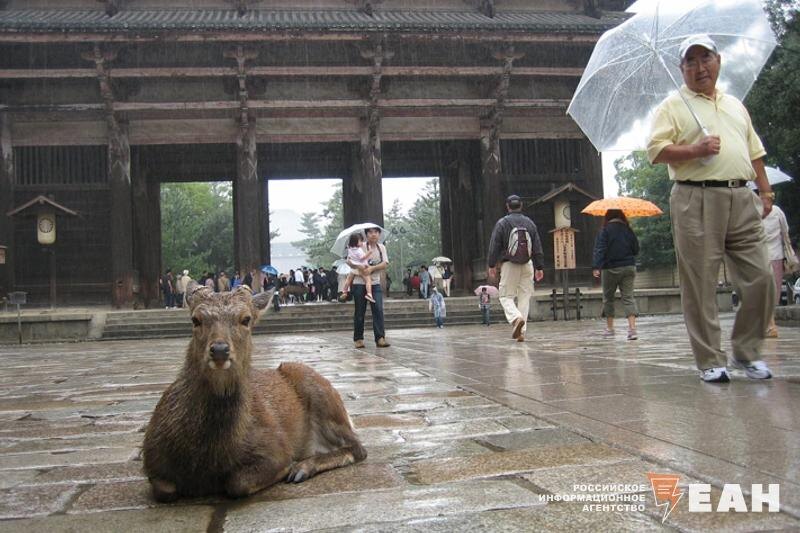    Олени на территории храма в городе Нара, Япония