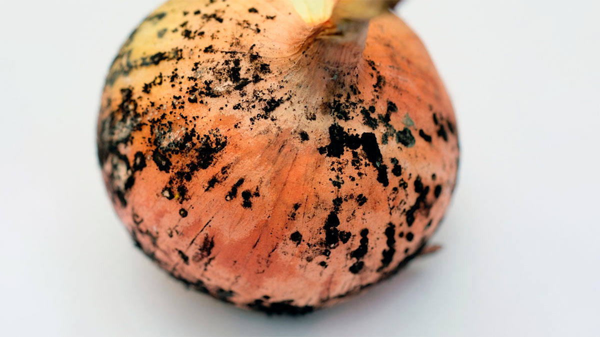 Лук - по лбу стук!