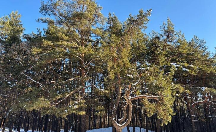    фото Курские известия