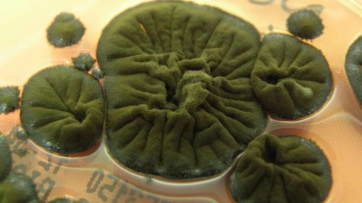 Cladosporium sphaerospermum собственной персоной