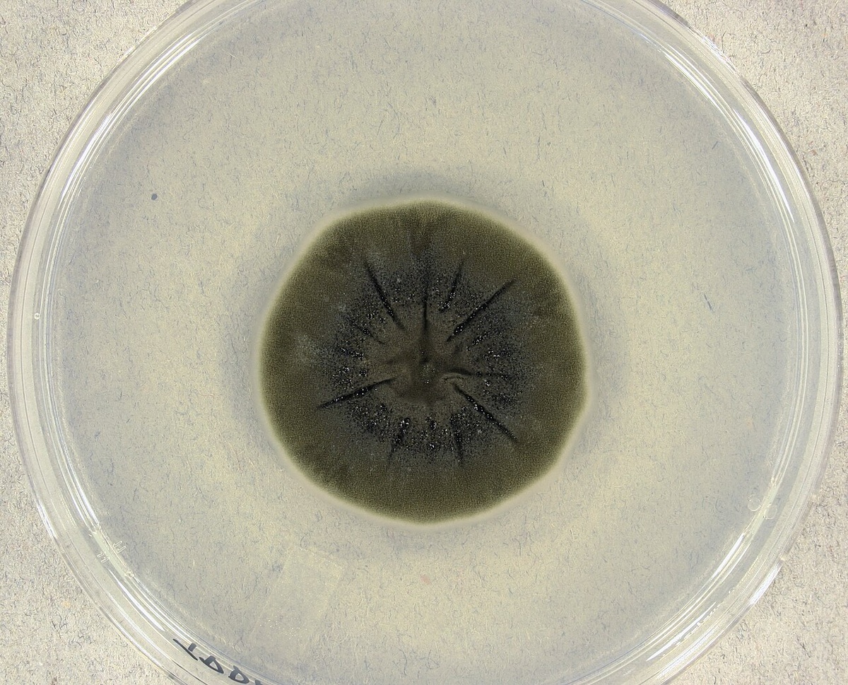 Еще раз Cladosporium