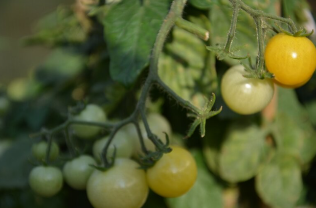 Черри жемчужины