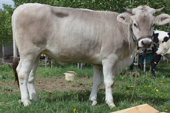 Взгляд мини-швицкой коровы невозможно забыть.