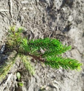    Фото: официальный сайт Национальной ассоциации лесовосстановления