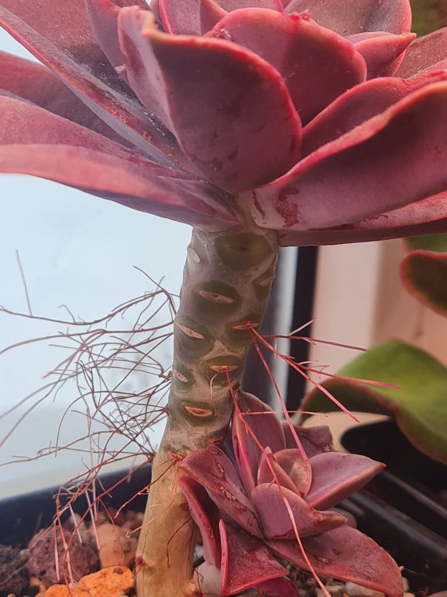 Graptoveria Fred Ives. Sunny kid | Succulent