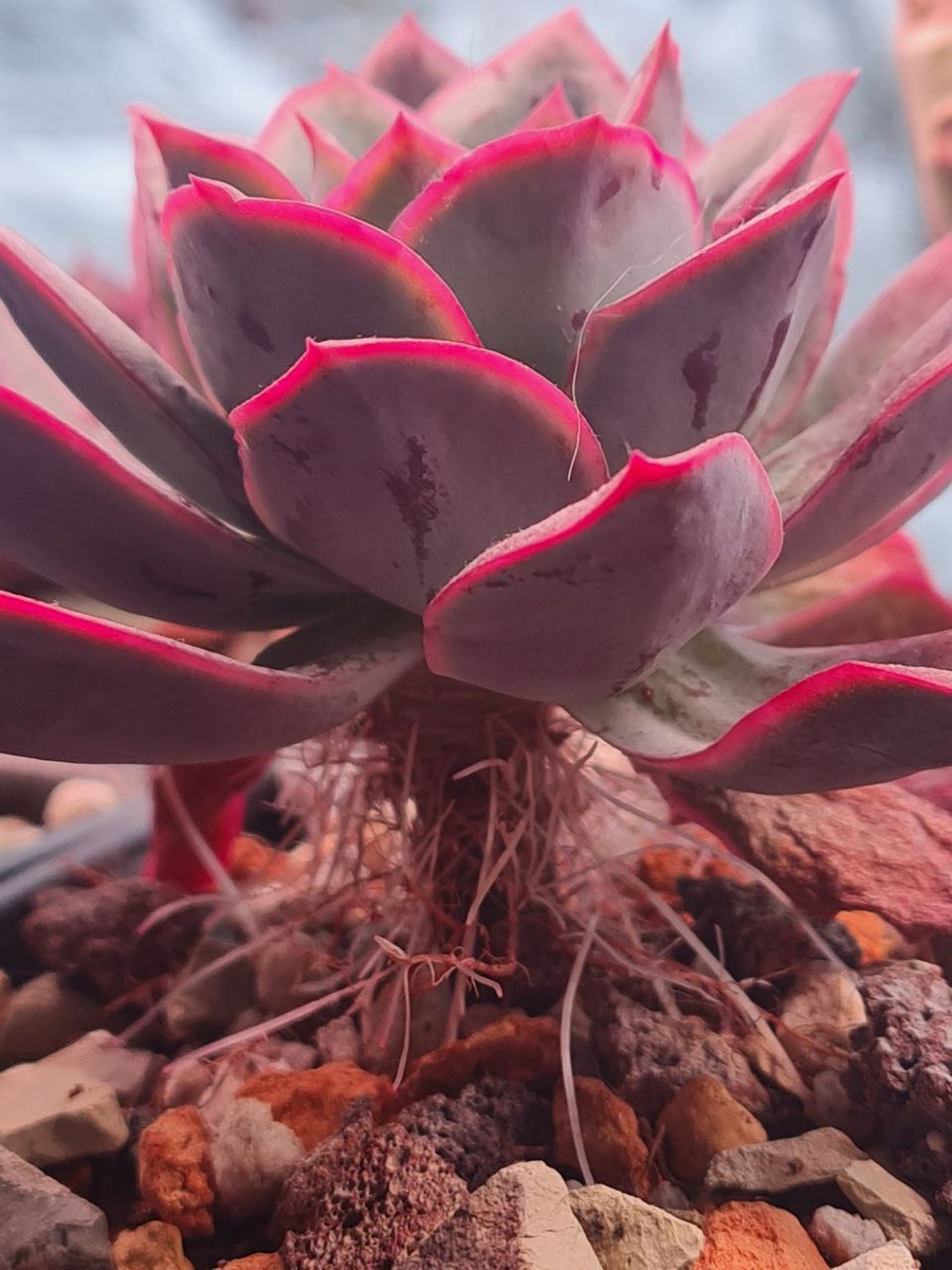 Echeveria Luella Red. Sunny kid | Succulent