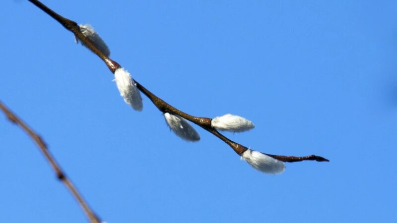     Верба. Анна Зайкова.
