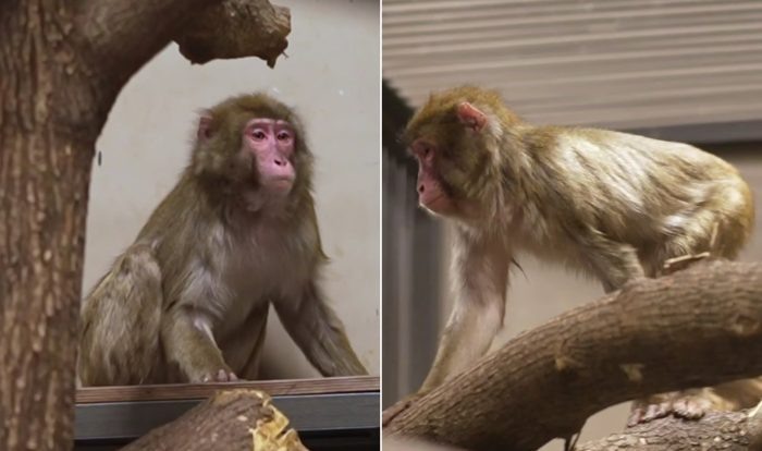 Кадры видео Новосибирского зоопарка.