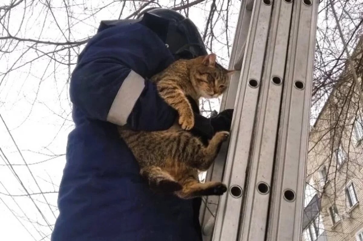    Жительница Ульяновска приютила кота, просидевшего несколько дней на дереве