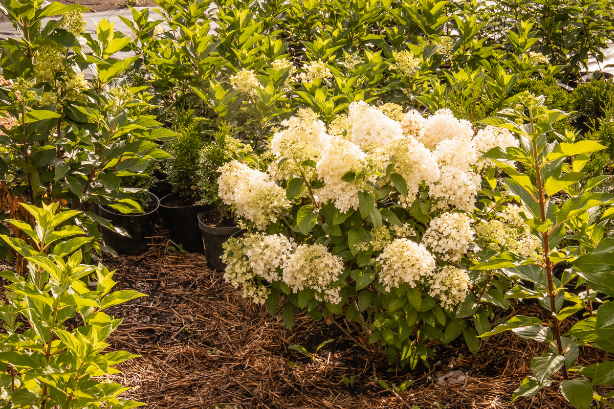 Гортензия метельчатая "Bobo" — Сад гортензий 2025г. sadovnikomstany.ru 